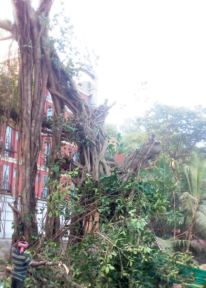 Controversy surrounds cutting
of banyan tree in Candolim