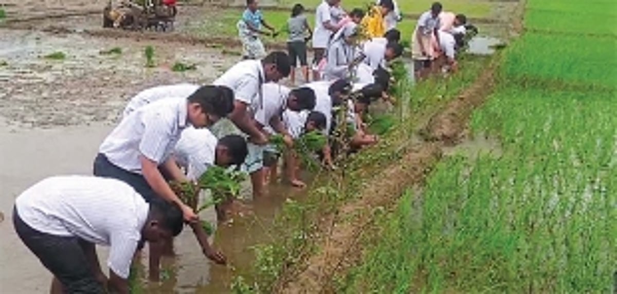Convent students dig into farming fundamentals during paddy field trip