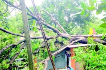 Couple injured as Gulmohar tree uproots, damages house at Mardol