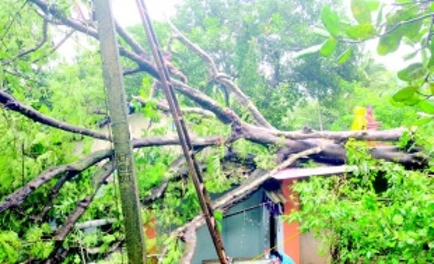 Couple injured as Gulmohar tree uproots, damages house at Mardol