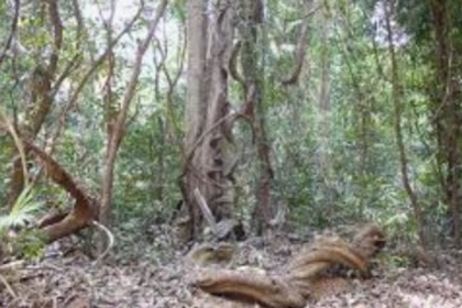 Court Orders SWR and DSLR to Appear in Case Against Railway Land Acquisition in Mollem Sanctuary
