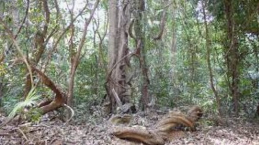 Court Orders SWR and DSLR to Appear in Case Against Railway Land Acquisition in Mollem Sanctuary 1 Court Orders SWR and DSLR to Appear in Case Against Railway Land Acquisition in Mollem Sanctuary