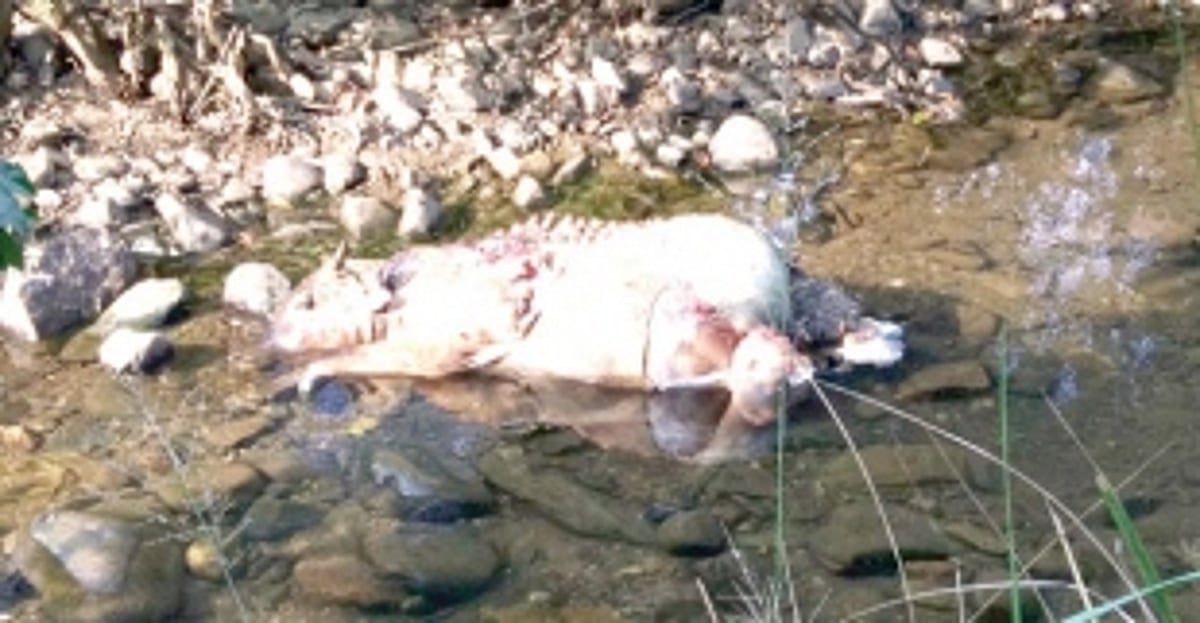 Cow dies in tiger attack at Derode
