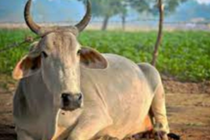 Cow has an edge