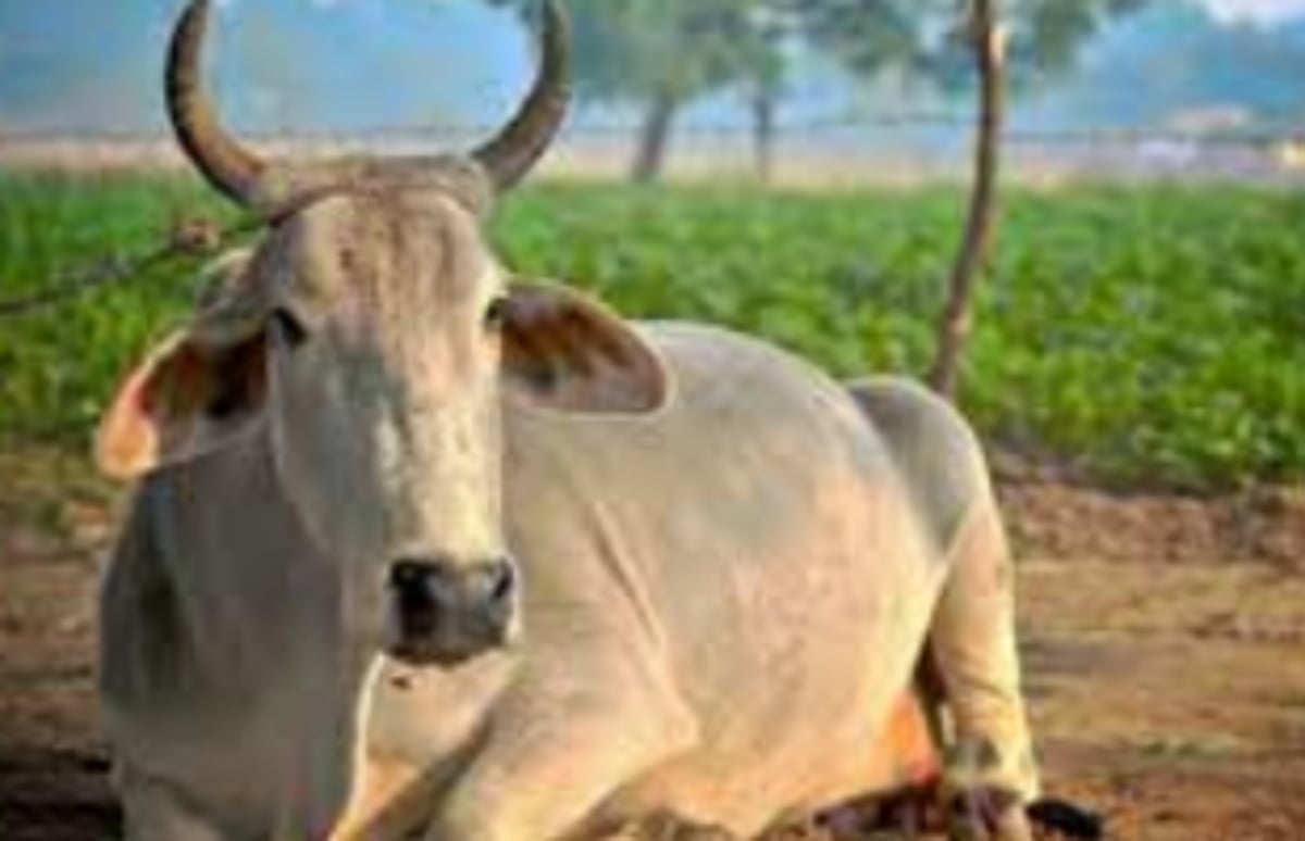 Cow has an edge