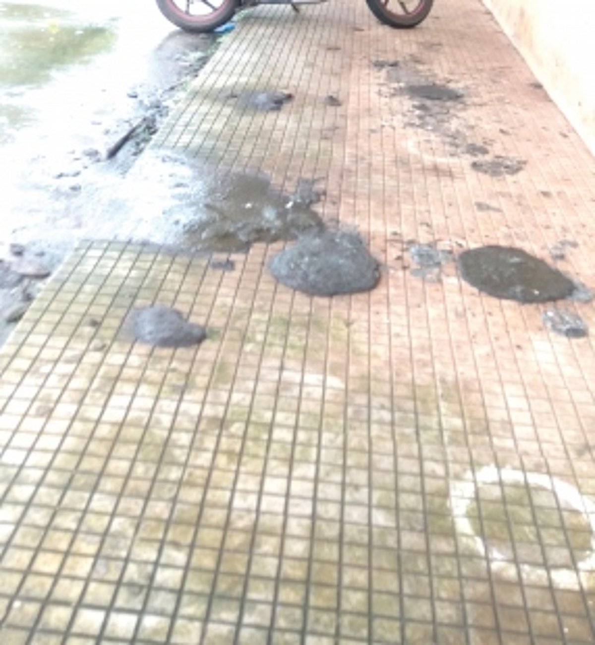 Cows make a mess at Ponda RTO office