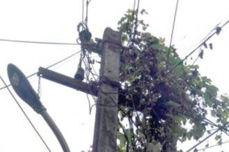 Creepers on poles, main reason  for power cuts in Canacona