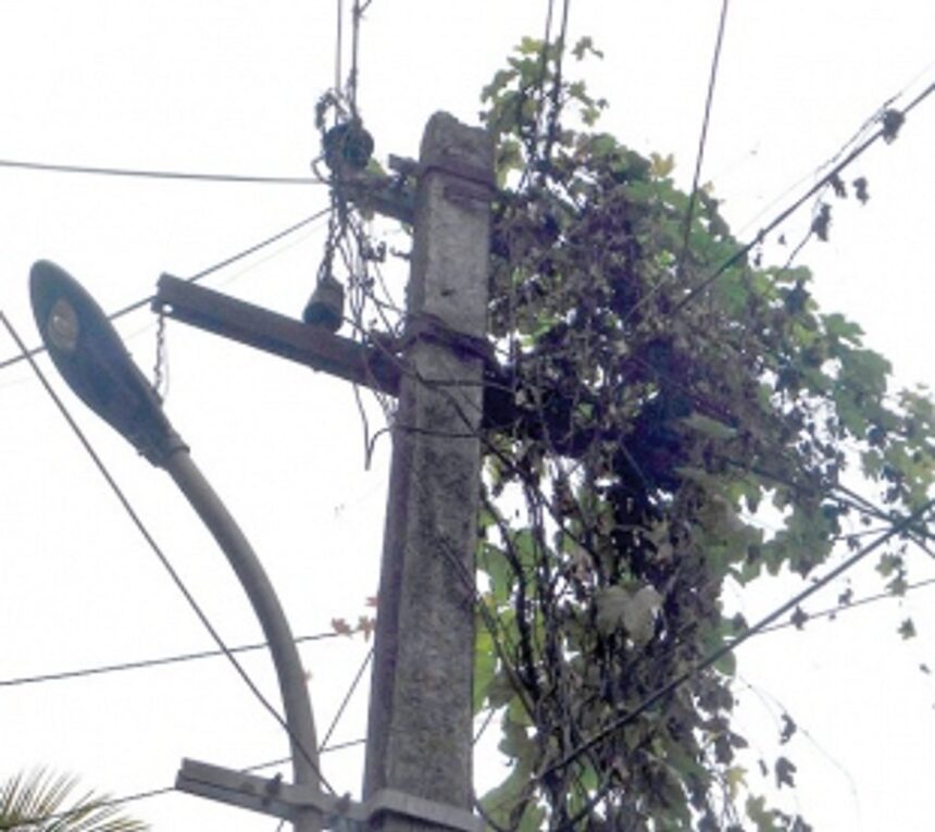 Creepers on poles, main reason  for power cuts in Canacona