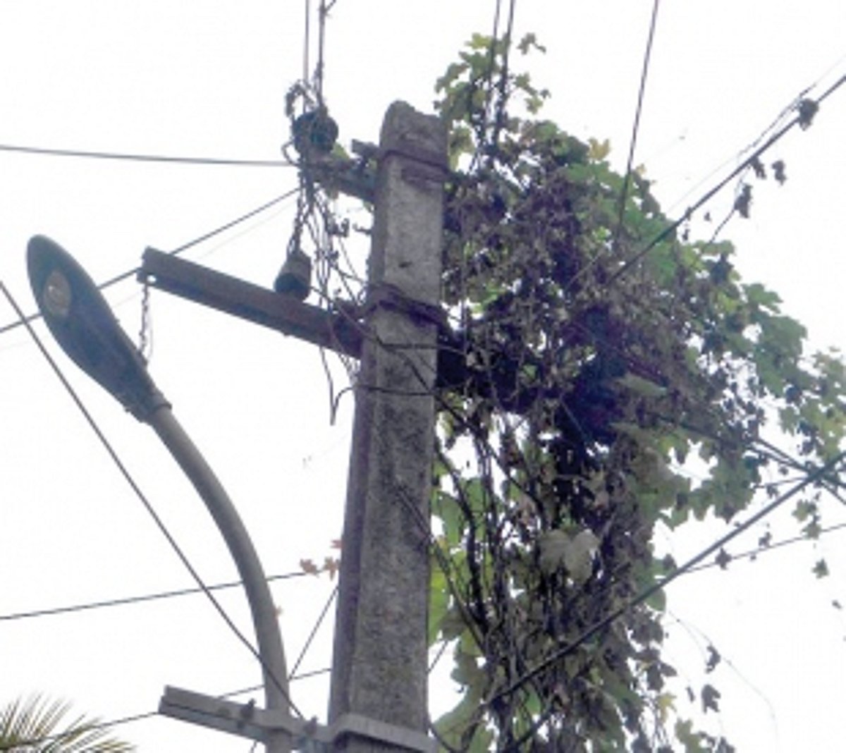 Creepers on poles, main reason  for power cuts in Canacona