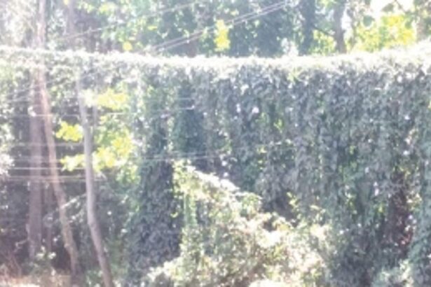 Creepers removed from  high tension wires