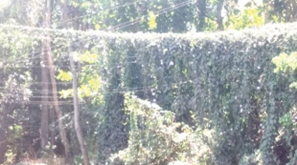 Creepers removed from  high tension wires