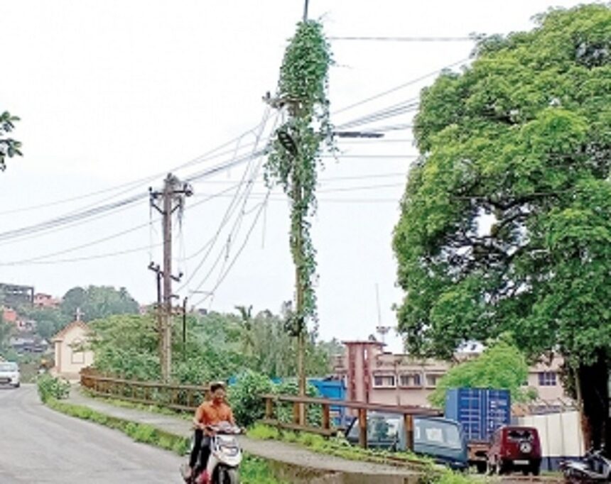 Creepy situation as Vasco electric poles shelter creepers 1 Creepy situation as Vasco electric poles shelter creepers
