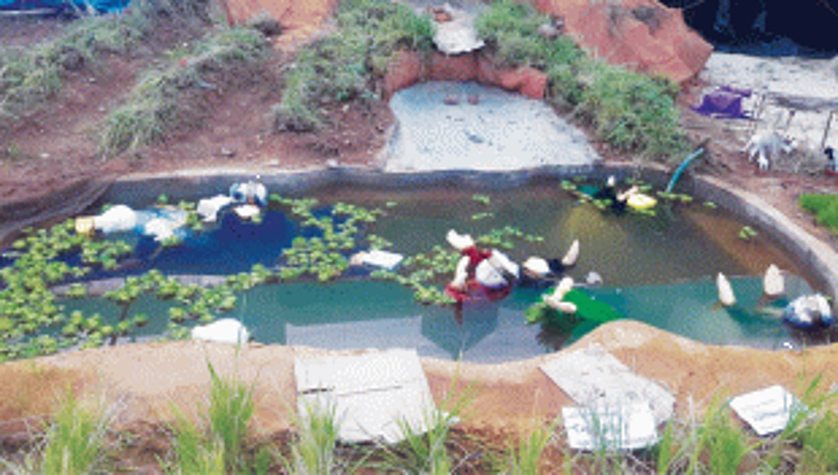 Crib damaged at Goa Velha