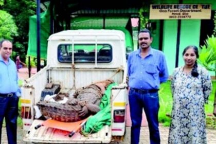 Croc scaring Velsao farmers successfully captured by forest officials