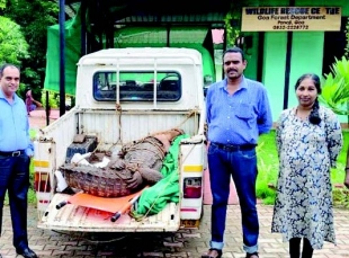 Croc scaring Velsao farmers successfully captured by forest officials