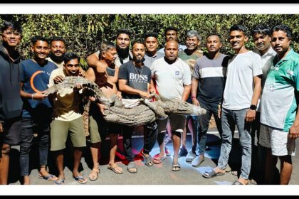Crocodile Rescued from Dongrim, Tiswadi by Local Heroes