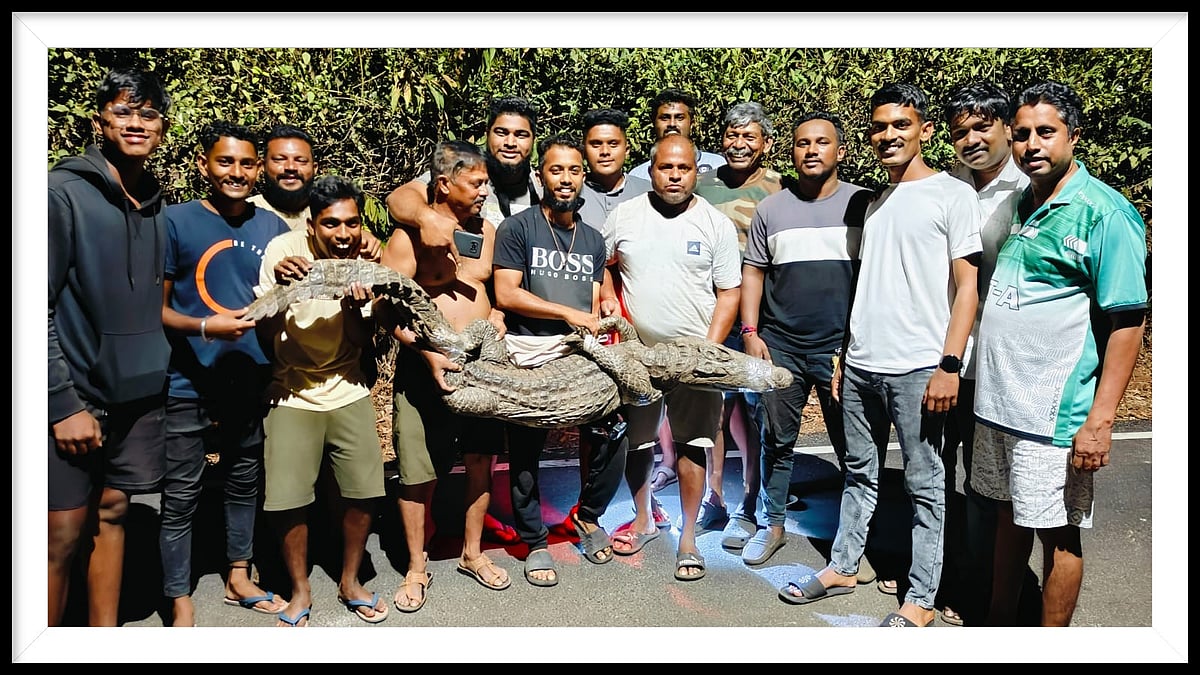 Crocodile Rescued from Dongrim, Tiswadi by Local Heroes