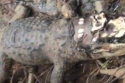 Crocodile carcass found at Colvale