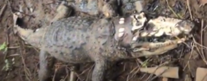 Crocodile carcass found at Colvale 1 Crocodile carcass found at Colvale