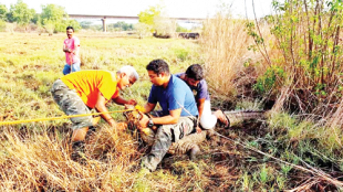 Crocodile rescued, released in Loutolim