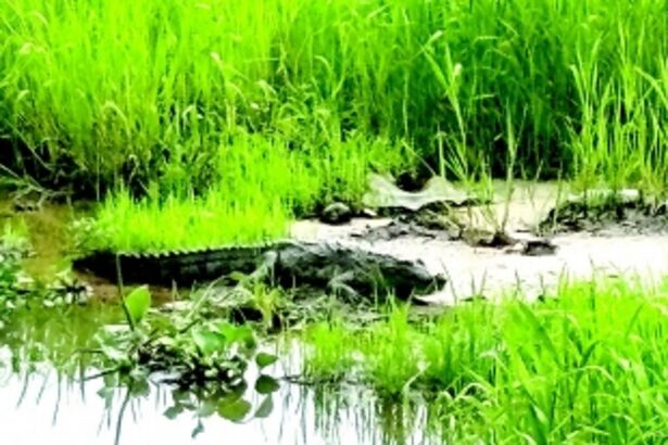 Crocodile spotted in Velsao-Pale fields, farmers panic