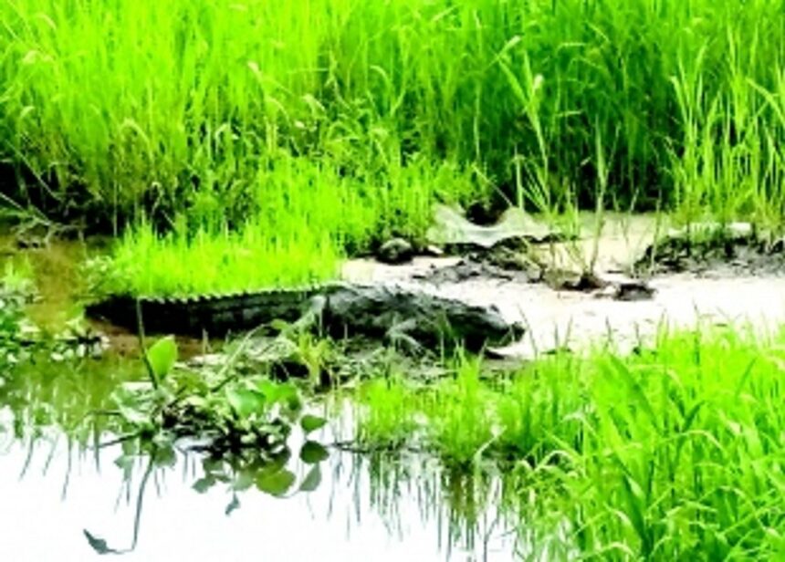 Crocodile spotted in Velsao-Pale fields, farmers panic