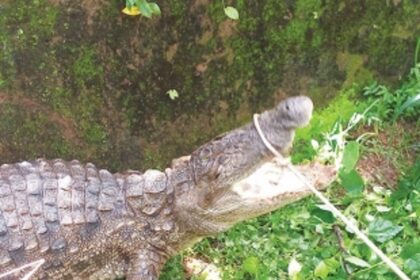 Crocodile ‘visits’  Tilamol school