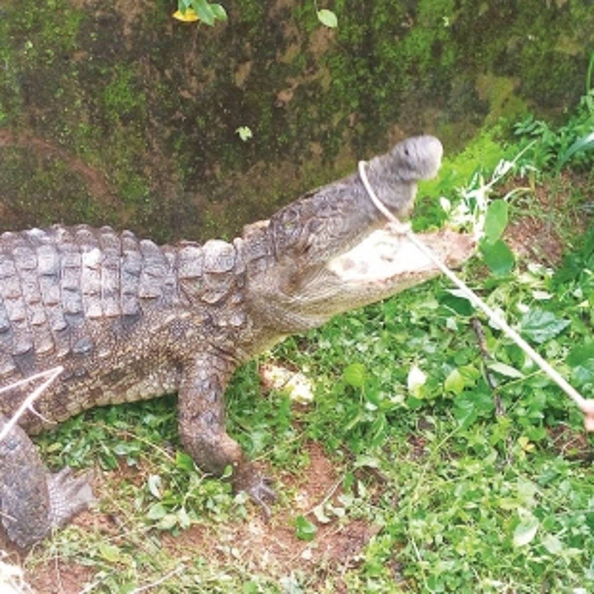 Crocodile ‘visits’  Tilamol school