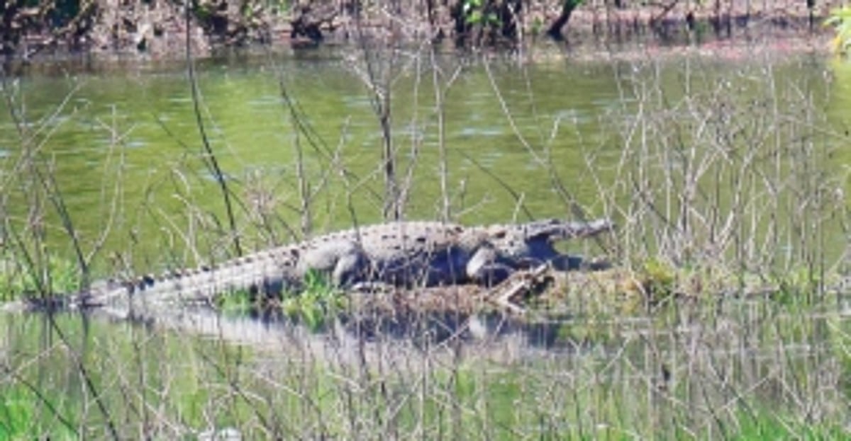 Crocs spotted in Balli lake; locals anxious
