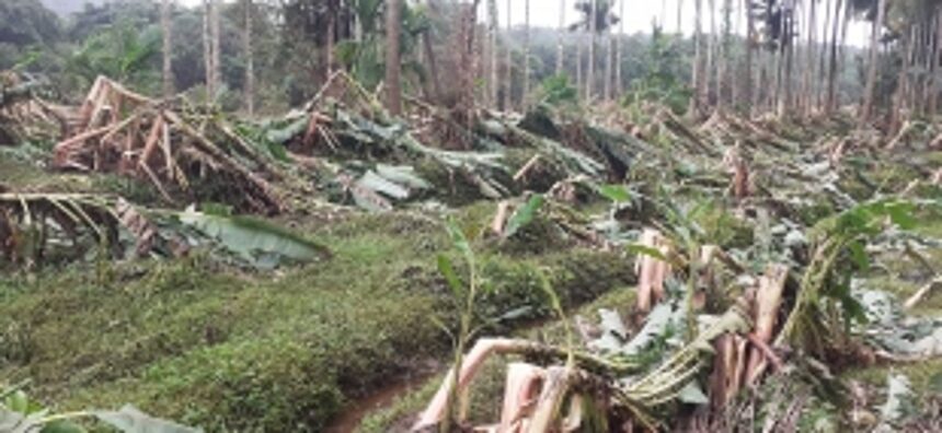 Crops worth   Rs 40 lakh destroyed   in Sattari