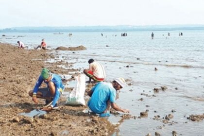 Crowds gather at Sancoale  to collect clams, oysters