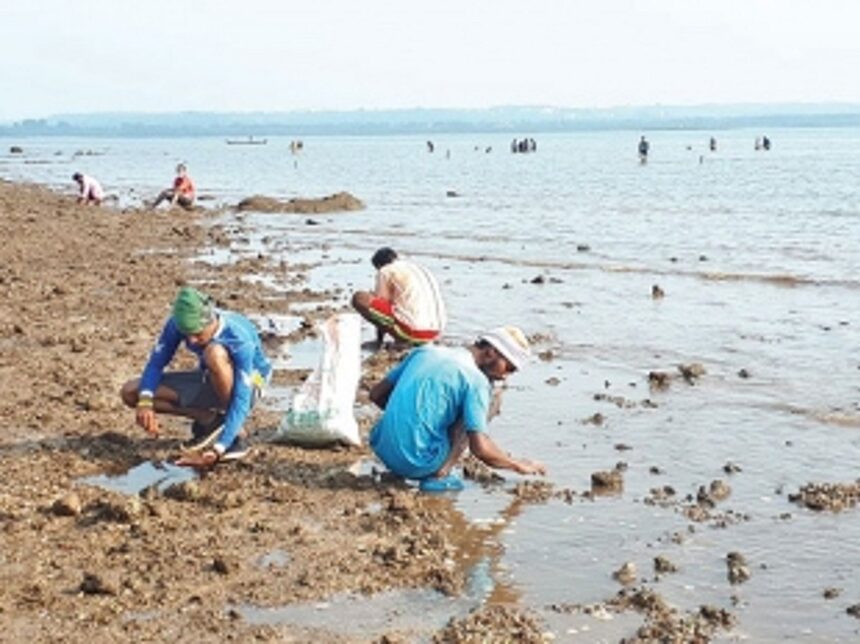 Crowds gather at Sancoale  to collect clams, oysters