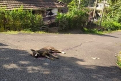 Crude bomb kills pet dog  at Valpoi