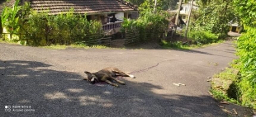 Crude bomb kills pet dog at Valpoi 1 Crude bomb kills pet dog at Valpoi