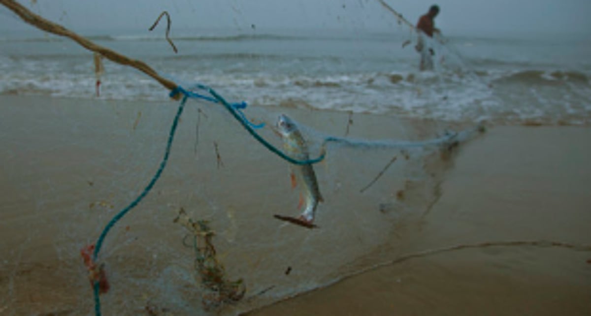 Cruise boat movement in River Sal has destroyed our nets: Fishermen