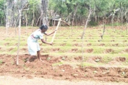 Cucumber farmers can’t keep cool as truant monsoon affects crops