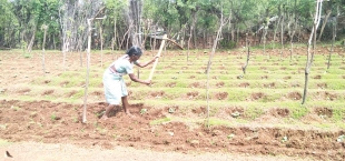 Cucumber farmers can’t keep cool as truant monsoon affects crops