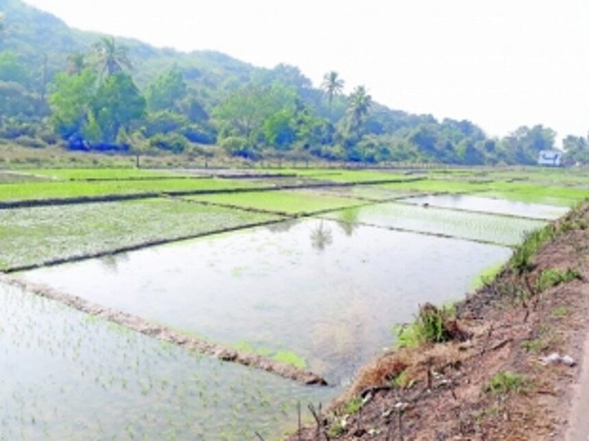 Cultivate throughout year, Minister urges farmers 1 Cultivate throughout year, Minister urges farmers