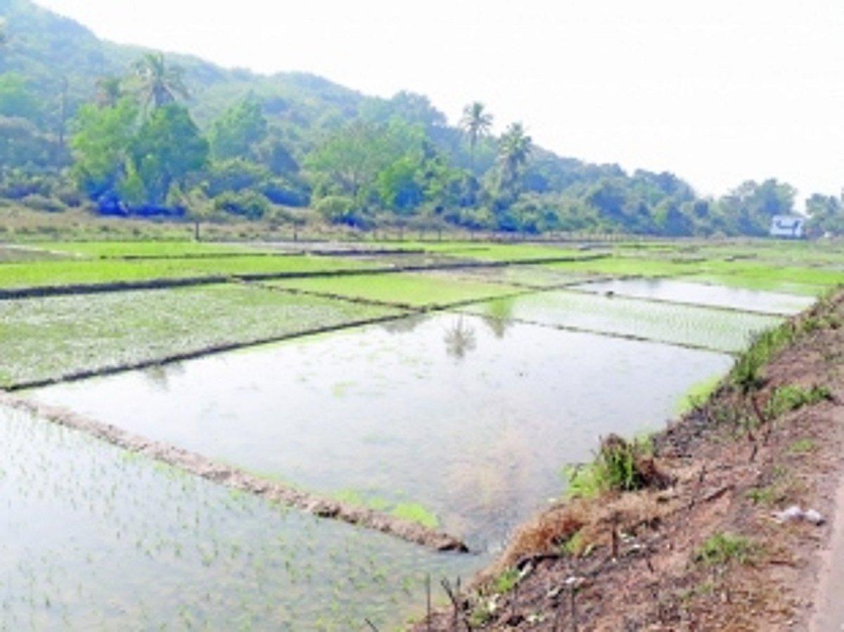 Cultivate throughout year, Minister urges farmers