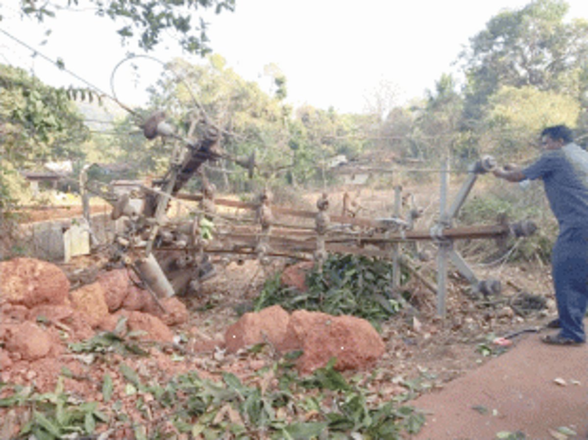 Cuncoliem plunges into darkness as mango tree crashes on transformer