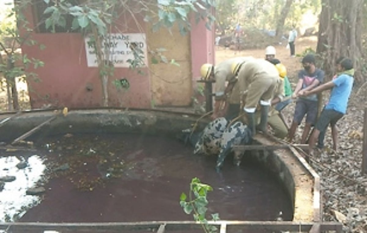 Curchorem Fire Station rescues cattle from drowning in a well