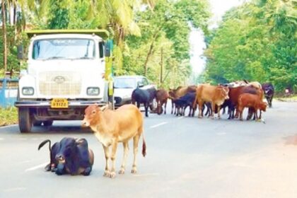 Curchorem civic body directed to inquire into non-working  of its pound keeper