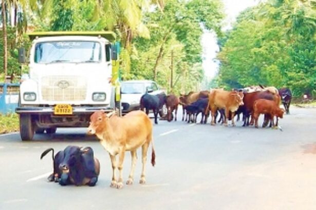 Curchorem civic body directed to inquire into non-working  of its pound keeper