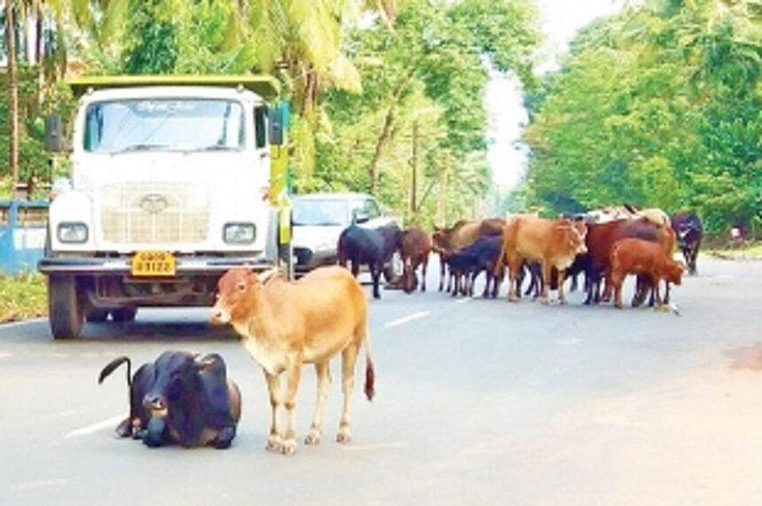 Curchorem civic body directed to inquire into non-working  of its pound keeper