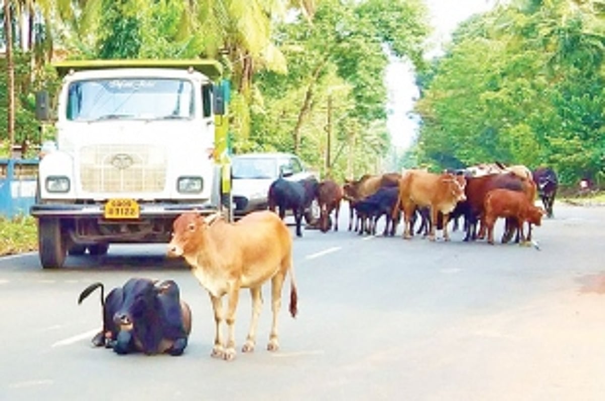 Curchorem civic body directed to inquire into non-working  of its pound keeper