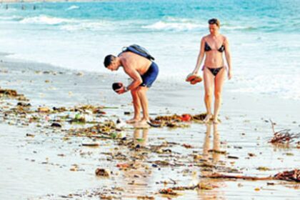 Curious: A coconut found on the Sinquerim beach