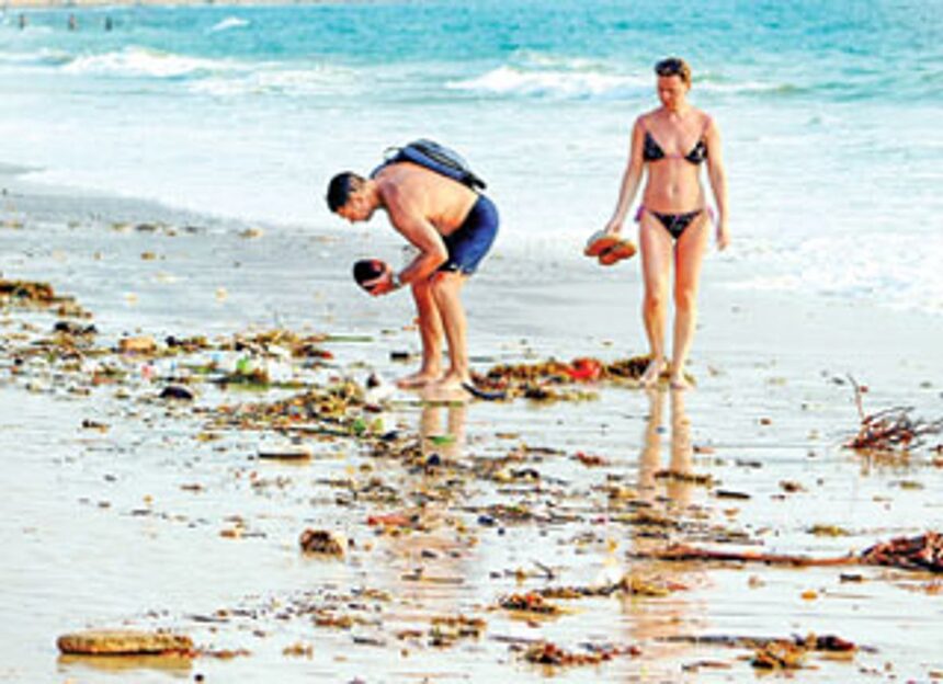 Curious: A coconut found on the Sinquerim beach