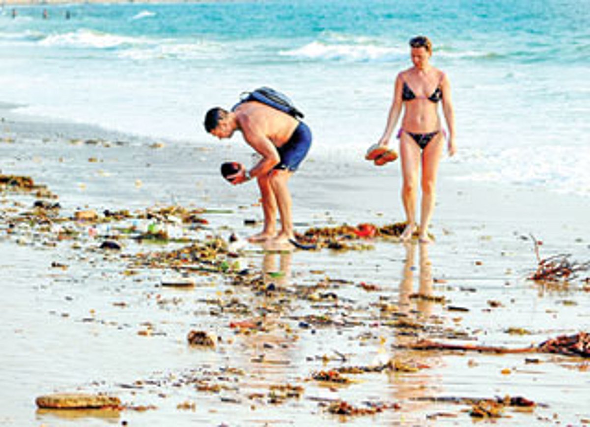 Curious: A coconut found on the Sinquerim beach