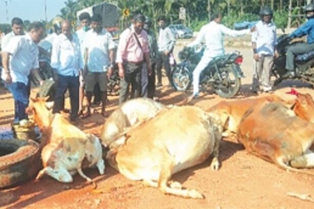 Curti-Khandepar panchayat set to become ‘cattle-free zone’