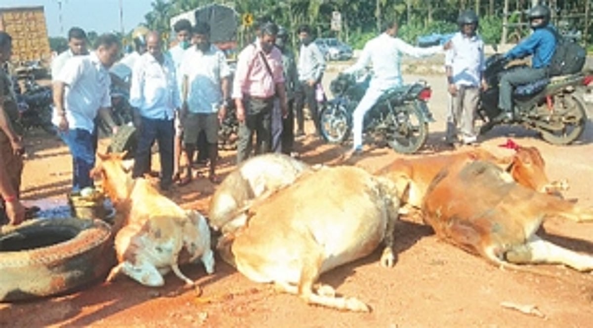 Curti-Khandepar panchayat set to become ‘cattle-free zone’